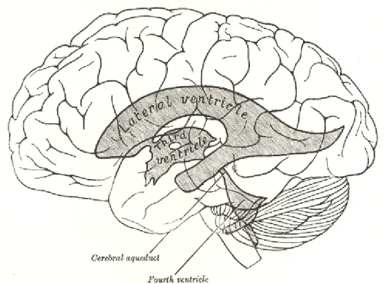 Şekil 1. Beyin Ventriküllerinin Anatomisi, Lewis(1918) Gray’s Anatomy 20th ed 