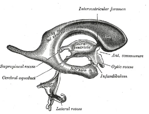 Şekil 2. Lateral Ventrikül Lewis(1918) Gray’s Anatomy 20th ed 