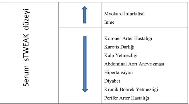 Tablo 4: Serum sTWEAK düzeyini arttran ve azaltan durumlar. 