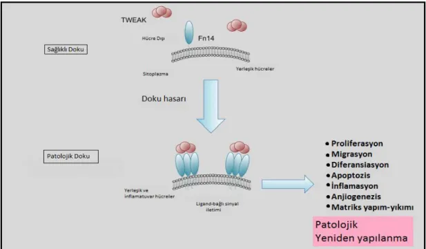 Şekil 5: TWEAK/Fn14 etkileşimi (8)
