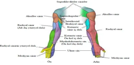 Şekil 1. Brakiyal sinirin duyusal innervasyonu (25)  