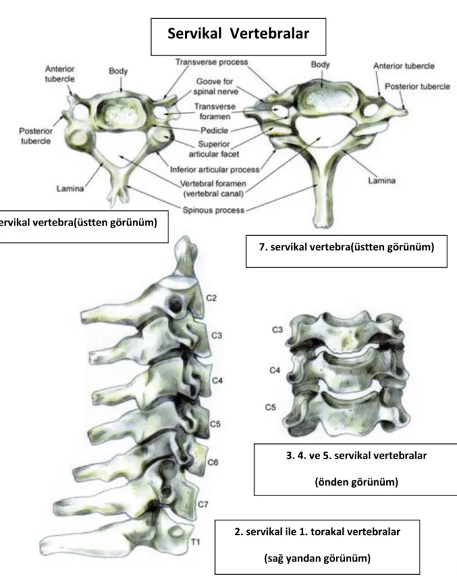 Şekil 3: Servikal vertebralar (34) 
