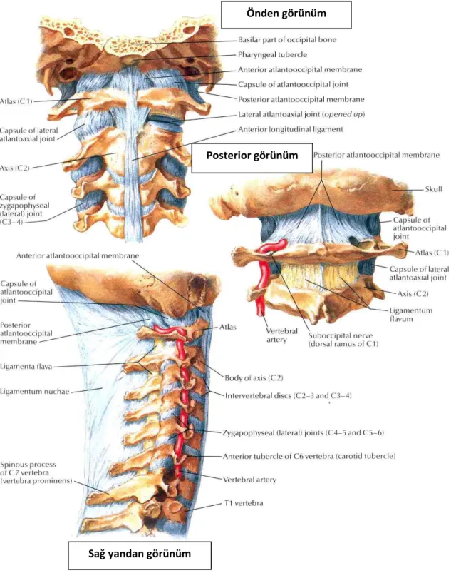 Şekil 4: Eksternal Kraniyoservikal Ligamanlar(34) 
