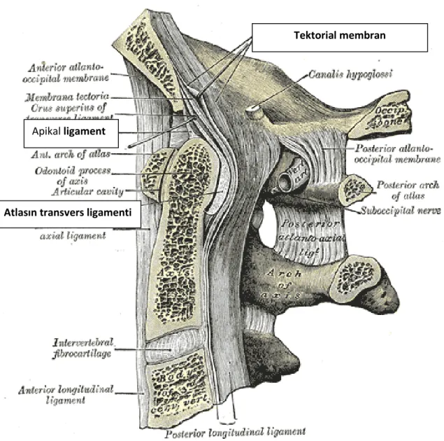 Şekil 5: İnternal Kranyoservikal Ligamanlar   
