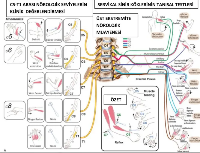Şekil 9 :  Üst ekstremite  nörolojik muayenesi (65) 