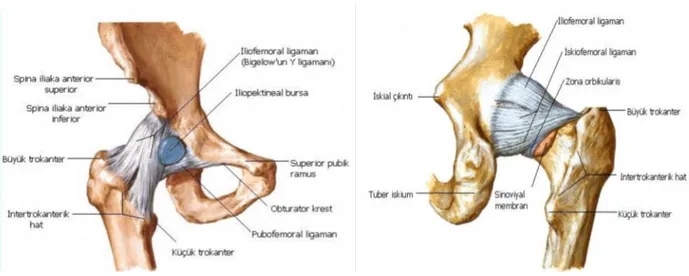 Şekil 4: Kalça eklemi bağları – anterior                                 Şekil 5: Kalça eklemi bağları – posterior (Netter’s Concise Atlas of Orthopaedic Anatomy 2002)
