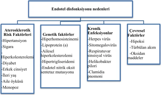 Tablo 2:Endotel disfonksiyonu nedenleri 
