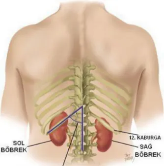 Şekil 1: Böbreğin komşulukları (8) 