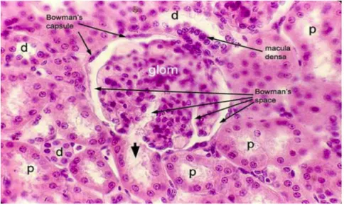 Şekil 3: Bowman kapsülü ve glomerül yapısı P; Proksimal tübül D; Distal tübül (11)  