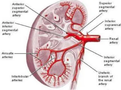Şekil 4: Renal arter ve dallanması (13) 