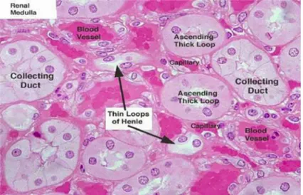 Şekil 5: Renal medulla’da henle kulpu ve toplayıcı kanalların histolojisi (15) 