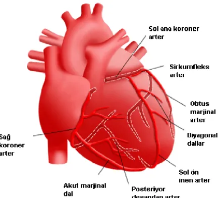 Şekil 1. Koroner arter anatomisi 