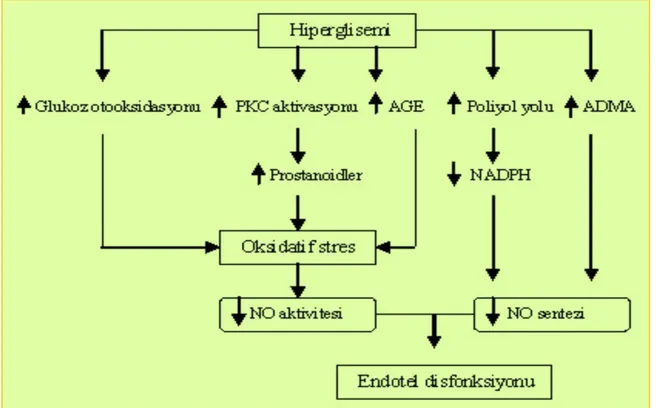 Şekil  5:   ADMA,  hiperglisemi  ve  endotel  disfonksiyonu  ile  ilgili  mekanizmalar    (Chan  NN,  2002  Diabetologia, 45: 1610) (PKC: protein kinaz C, NADPH: Nikotinamid adenin dinükleotit fosfat) 