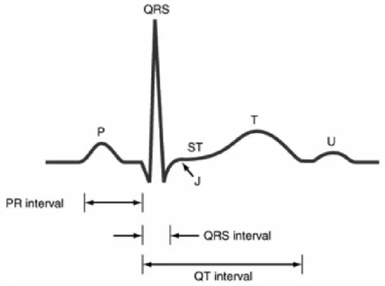 Şekil 4. EKG’de P,T ve U dalgaları ile QRS komplekslerinin şematik gösterimi  