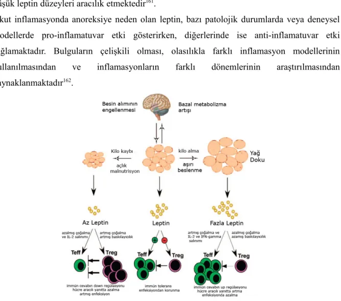 Şekil 5. Leptin ve immun sistem ilişkisi c) Leptinin kemik oluşumu üzerine etkileri
