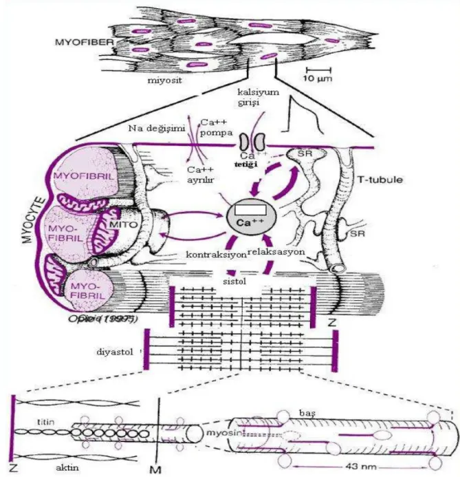 ġekil 1: Kardiyomiyositin ultrastrüktürel yapısı 13