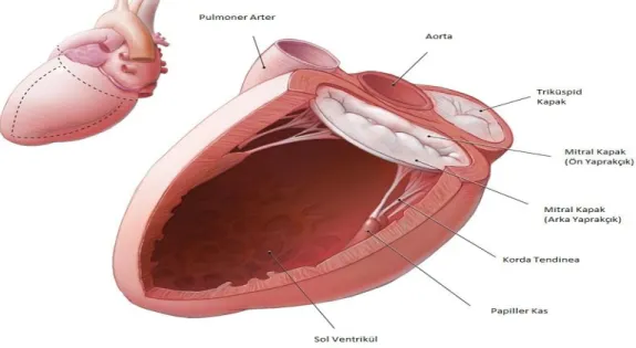 Şekil - 1: Mitral Kapak Anatomisi 