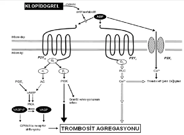 Şekil  3  Klopidogrel  etki  mekanizması  ve  ADP  reseptörleri  35