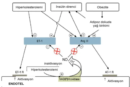 ġekil 4 Hiperkolesterolemi, Ġnsülin direnci, Obezite vazoaktif sistem üzerindeki etkisi   (ET-1:  Endotelin 1; Ang II: Anjiyotensin II; NO: Nitrik oksit; ET-1 R: Endotelin 1 reseptör; AT-1 R: Anjiyotensin II) 