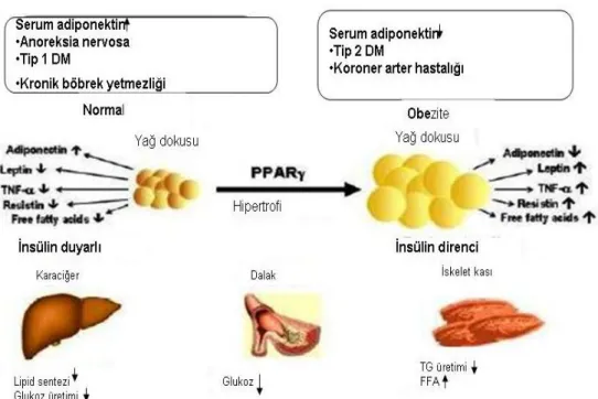 ġekil  10  Adipoz  Doku  ve  Periferik  Organlarda  Adipokin  Etkisi 117 (FFA:  Serbest  yağ  asidi) 