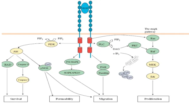 Şekil 2. VEGF intraselüler etki mekanizmaları 