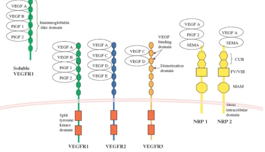 Şekil 3. VEGFR-1,2,3 ve Nörofilin reseptörüne bağlanabilen moleküller gösterilmiştir.  2.6.3.4