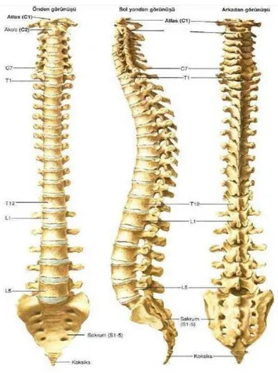 Şekil 1. İnsan omurgasının genel görünümü 