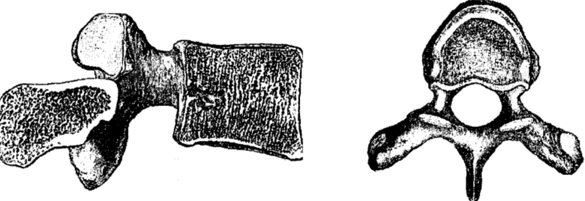 Şekil 2: Tipik bir erişkin insan lomber omurunun (a) yandan ve (b) üstten görünümü.