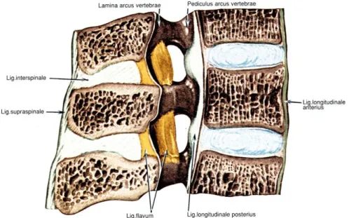 Şekil 6: Discus intervertebrale. 