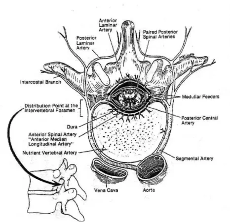 Şekil 11: Vertebranın arterial beslenmesi. 