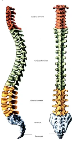 Şekil 2: Vertebral kolonun yan ve A-P görünümü 