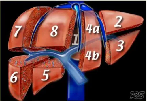 Şekil 8. Karaciğerin segmenter anatomisi  Segmentlerin numaralandırılması 