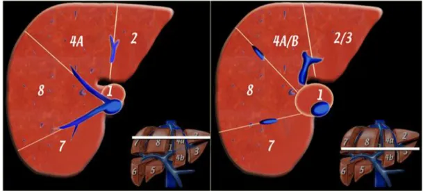 Şekil  11.  Karaciğerin  aksiyel  anatomisi    (süperiordan),  Sol:  LPV  süperiorundan 