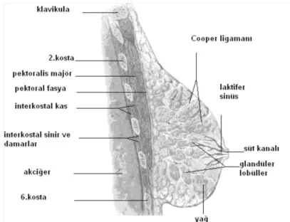 Şekil 1. Memenin makroskopik anatomisi (Meme Hastalıkları, 2001, Nobel Tıp 
