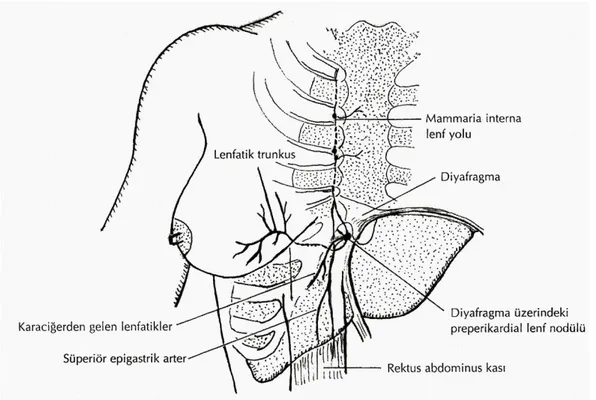 Şekil 7. Mammarya interna lenf yolu ve karaciğere giden lenfatik yol (Meme  Hastalıkları, 2001, Nobel Tıp Kitabevleri’nden alınmıştır)