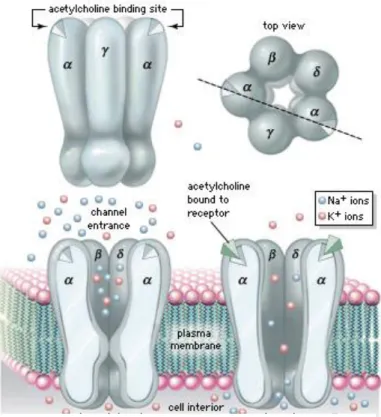 Şekil 4.  Nikotinik Asetilkolin Reseptörü
