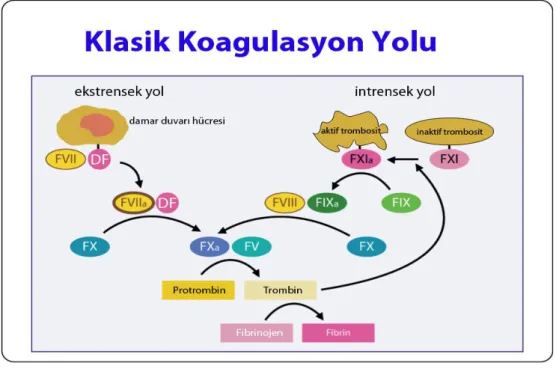 Şekil 3.1- Colman, R.W. J Exp Med, 2006. 203(3): p. 493-5. 