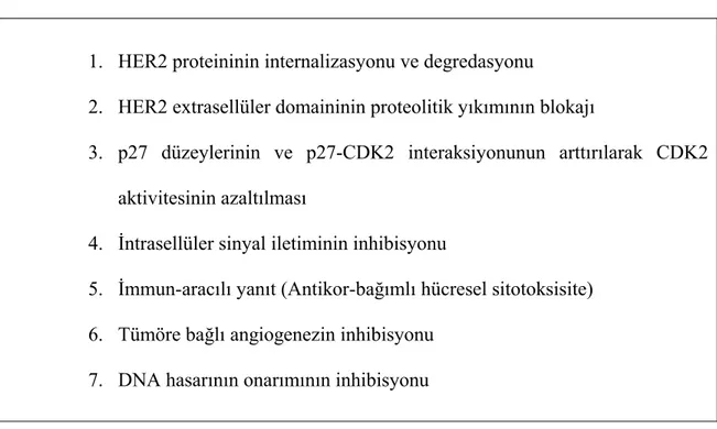 Tablo 3- Trastuzumab’ ın moleküler ve hücresel etki mekanizmaları 