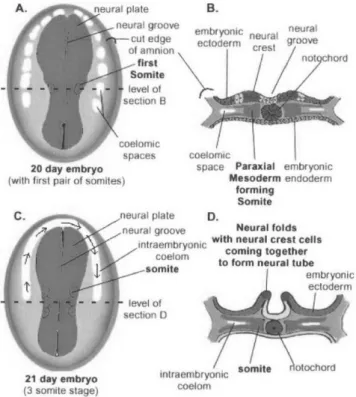Şekil 1: Nöral tüp ve somit çiftlerinin oluşumu 