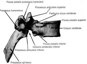 Şekil 6: Torakal vertebraların yandan görünümü. 