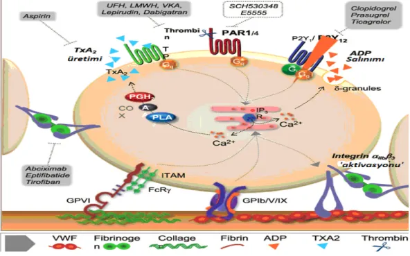 Şekil  1  Trombosit  adezyon  ve  agregasyon  süreci.  (Kaplan  ve  ark.  Role  of  platelets  in 