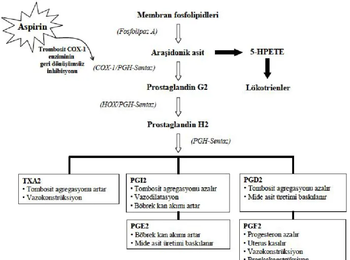 Şekil 3 Araşidonik asitten prostaglandinlerin sentezlenmesi 