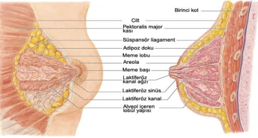 Şekil 1. Memenin Anatomisi 