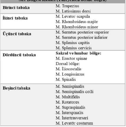 Şekil 2.2. Sırt bölgesi kasları 