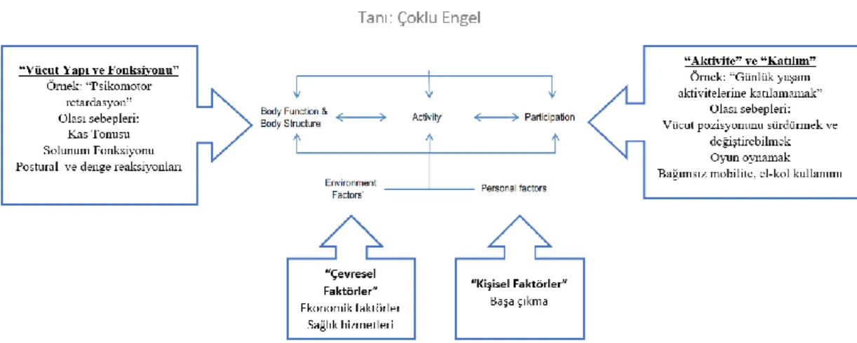 Şekil  2.2.  ICF  –  CY  Modelinin  (Dünya  Sağlık  Örgütü,  2008)  Çoklu  Engelde 