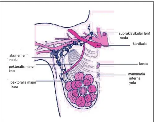 Şekil 2.4. Memenin lenfatikleri (24).  2.2.2. Meme Kanseri  