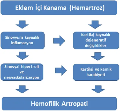 Şekil 2.3. Hemofilik artropatide patofizyolojinin özeti  2.2.2. Fiziksel ve Radyografik Değerlendirme 
