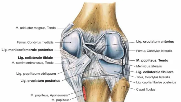 Şekil 2.2. Diz eklemi ligamentleri  Sinovyal membran, plikalar ve yağ pedleri 