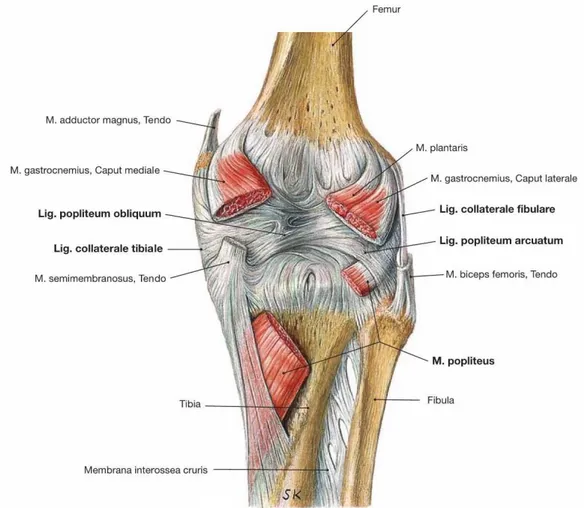 Şekil 2.3. Diz eklemi yüzeyel ligamentleri 