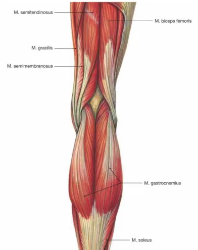 Şekil 2.5. Diz eklemine etki eden arka bölge kasları 
